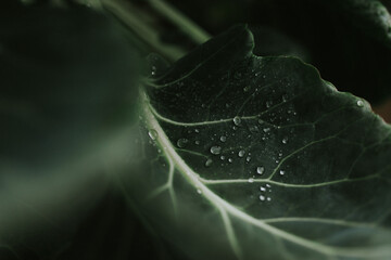 Brussels sprouts plant