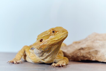 Close-up Portrait of Bearded Dragon (Pogona Vitticeps) with Vibrant Yellow Textured Scales on White Background