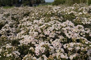 Growing wax flowers in flower beds