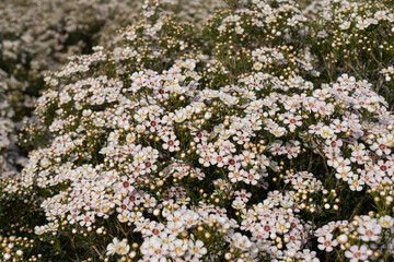 Obraz premium Growing wax flowers in flower beds