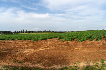 An organic potato field in the flowering phase
