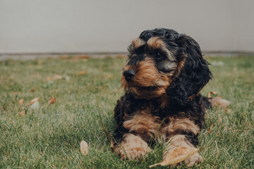 Cockapoo puppy relaxing on a grass in the garden, selective focus.