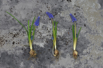 Spring grape hyacinth bulbs with flowers on a grunge, grey background. Top view.