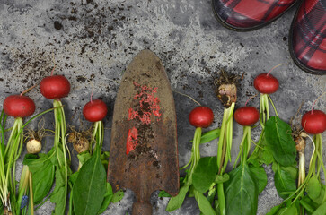 Harvest, gardening: red radishes, gardening shovel, wellingtons. To view. Home vegetable farming.