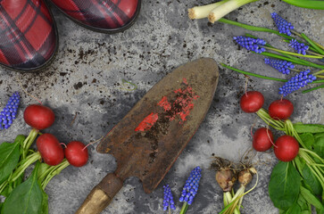 Harvest from a garden: flowers, vegetables, garden shovel, gumboots. Top view.