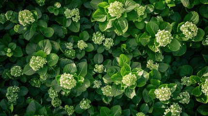 Theme of sustainability and summer, sustainable summer, summer hydrangea flowers modern style background, symmetrical vibrant eco banner, isolated, abstract, organic nature-inspired natural textures - Powered by Adobe