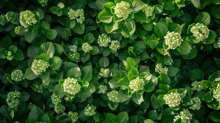 Foto op Canvas Theme of sustainability and summer, sustainable summer, summer hydrangea flowers modern style background, symmetrical vibrant eco banner, isolated, abstract, organic nature-inspired natural textures © Goodwave Studio