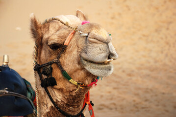 Indian Desert Camel