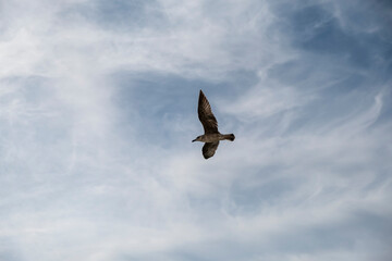 Obraz premium Seagull on blue background. European herring gull, Larus argentatus. Seagull flying in front of blue clouds.