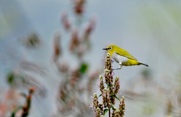 Indian White-eye