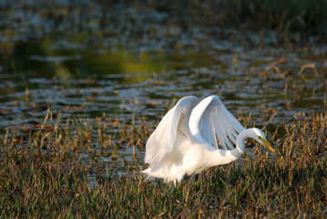 Eastern great egret