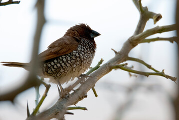 Scaly-breasted Munia