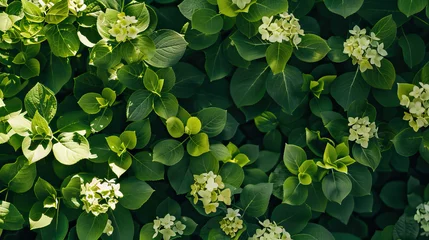 Fototapeten Theme of sustainability and summer, sustainable summer, summer hydrangea flowers modern style background, symmetrical vibrant eco banner, isolated, abstract, organic nature-inspired natural textures © Goodwave Studio