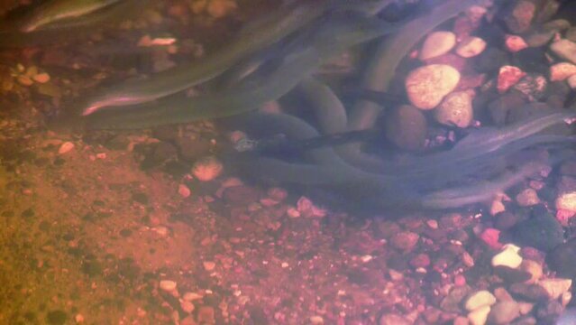 River lamprey, Lampetra fluviatilis, in a shallow river. Rare of lampreys preparing the place for spawning. Many lampreys are spawning. Spring in nature. European nature.