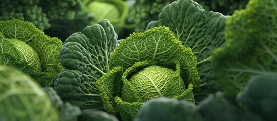 The head of cabbage looks green and fresh - obrazy, fototapety, plakaty