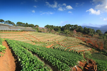 Fototapeta na wymiar Beautiful scenery of Strawberry Plantation of Doi Angkhang Royal Project in Chiang Mai, Thailand 