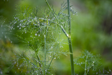 Fresh green dill. Dew on the grass. Dill after the rain. Wet green plants. Green background. Water drops on a plant