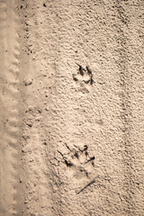 Fototapeta na wymiar Footprints in the sand. Wolf footprints