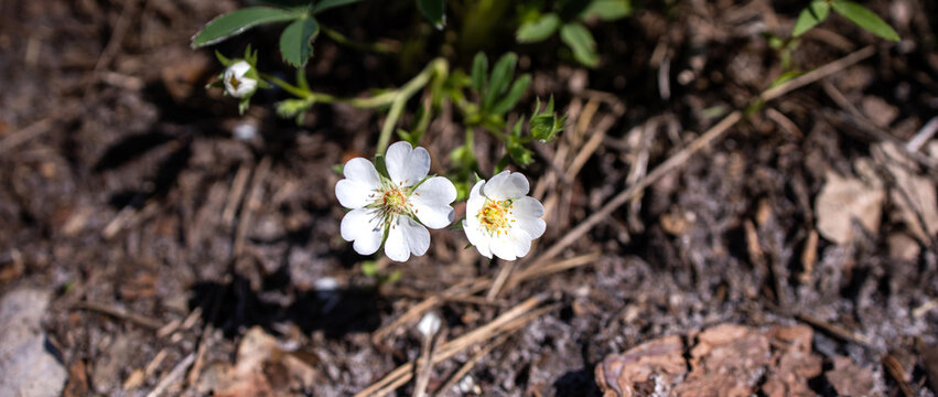 Potentilla alba. Medicinal plant. Rare plant. White small flowers. Spring blooming flowers
