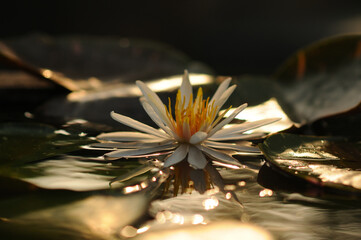 A Backlighted White Water Lily