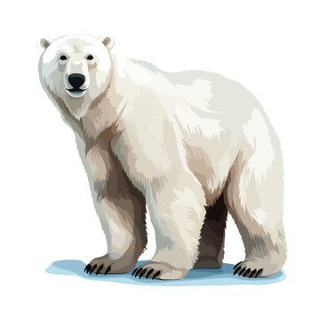 Polar bear clipart isolated on white background 