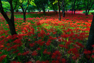 Field of red spider lily in the forest
