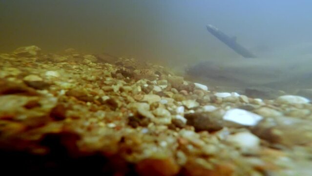 River lamprey, Lampetra fluviatilis, in a shallow river. Rare underwater footage of lampreys preparing the place for spawning. Spawning River lamprey.