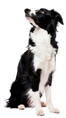 Attentive Border Collie Sitting Poised and Focused - Cut out, Transparent background