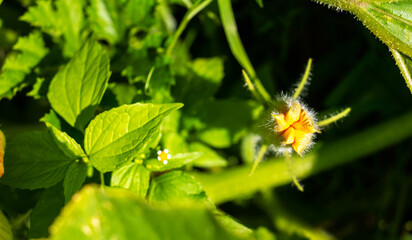 Yellow flower of zucchini with green leaves in the garden in spring