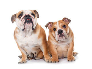 Obraz premium adult and puppy english bulldog