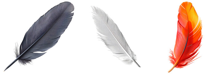 Set of feather isolated on transparent background