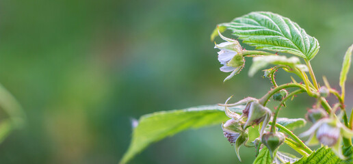 White raspberry flower blooms on a branch outdoors in the garden in summer