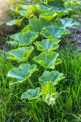 Fototapeta premium Lush green pumpkin foliage growing in a garden on grass background in summer