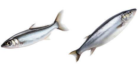 Set of herring isolated on transparent background