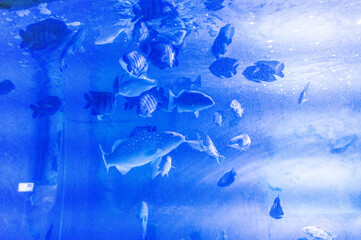 Bilder von Fischen aus dem Aquarium
