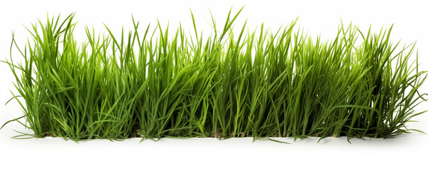 Fresh spring green grass  isolated on the white background with copy space, spase for text