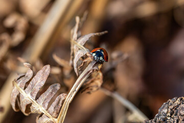 A ladybird crawling on fern in springtime, with selective focus