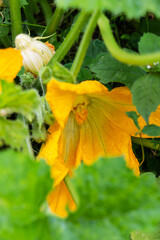 Yellow flower of zucchini with green leaves in the garden in spring