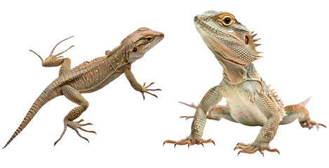 Naklejka premium Set of lizard isolated on transparent background