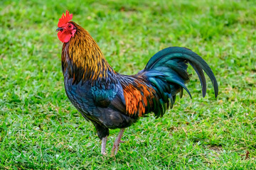 Rooster bird animal walking in grass