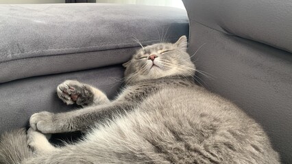 sweety british shorthair cat sleeps	