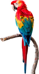 Colorful Parrot Perched on Tree Branch - Cut out, Transparent background