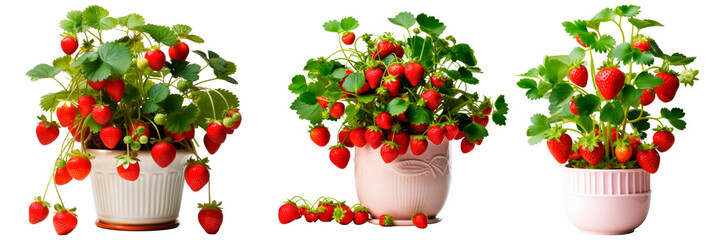 Fototapeta na wymiar Set of Strawberry potted plant, isolated on transparent background