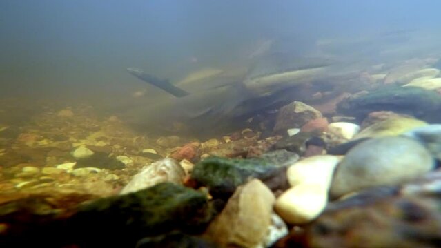 River lamprey, Lampetra fluviatilis, in a shallow river. Rare underwater footage of lampreys preparing the place for spawning. Spawning River lamprey.