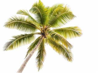 Fototapeta na wymiar A single palm tree with lush green fronds against a white background, evoking a sense of the tropics and relaxation.