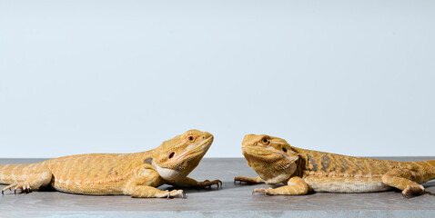 Bearded Dragons: A Close-Up Look at This Amazing Lizards