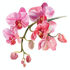 Watercolor Pink Orchid Clipart