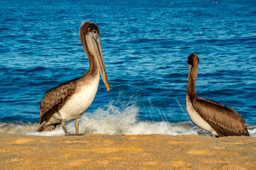 pelicans and cormorant and birds colony in baja california sur mexico, magdalena bay - 762254800