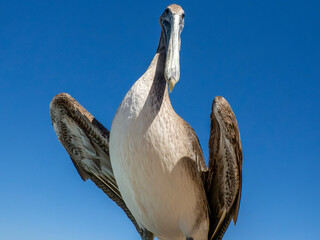 pelicans in baja california sur mexico, magdalena bay - 762254802