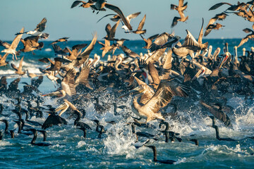 pelicans and cormorant and birds colony in baja california sur mexico, magdalena bay - 762254838
